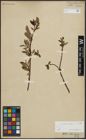 Foto von Salix arbuscula L.